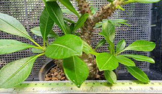 11.  Pachypodium windsorii (from seed) very rare and succulent 5