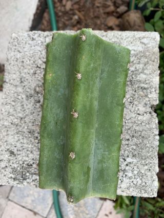 Trichocereus Pachanoi “LANDFILL” 5” FAT Mid Cutting - Rare - Highly Sought After 2