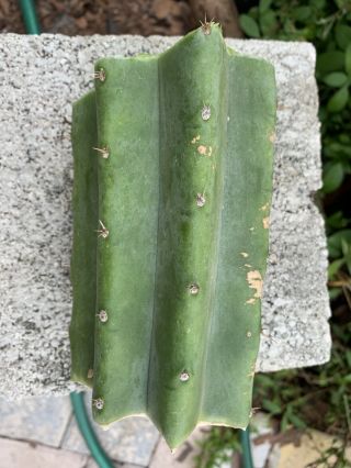 Trichocereus Pachanoi “LANDFILL” 5” FAT Mid Cutting - Rare - Highly Sought After 3