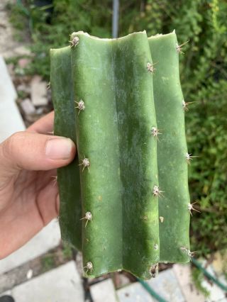 Trichocereus Pachanoi “LANDFILL” 5” FAT Mid Cutting - Rare - Highly Sought After 6