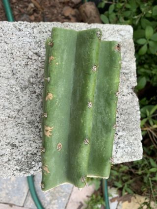Trichocereus Pachanoi “LANDFILL” 5” FAT Mid Cutting - Rare - Highly Sought After 7