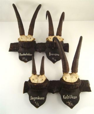 4 Antique Austrian Black Forest Chamois Horns Antlers On Handcarved Woode Plaque