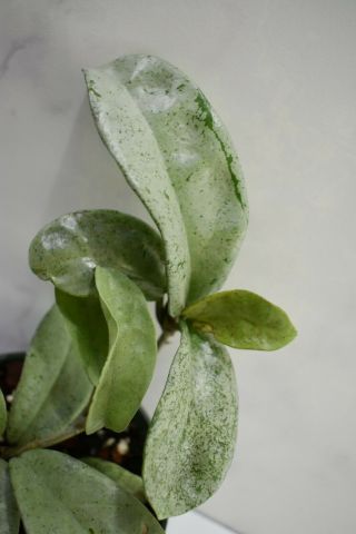 Rare and unique Hoya Carnosa 
