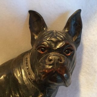 Nr Antique Black Forest Carved Bulldog Figure Anatomically Correct Glass Eyes
