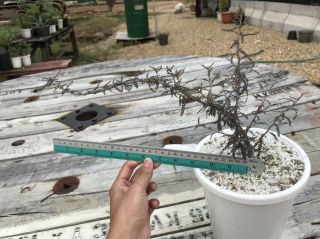 Boswellia Socotrana (Cutting) - Succulent - Caudex - Rare - Frankincense 2