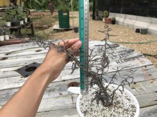 Boswellia Socotrana (Cutting) - Succulent - Caudex - Rare - Frankincense 3