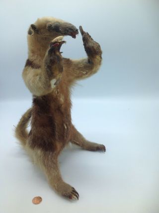 Vintage Anteater Taxidermy,