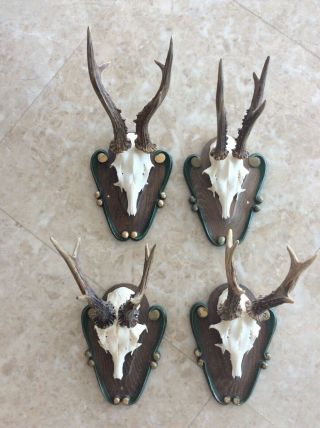 4 Strong Antlers On Wooden Black Forest Plaque Stag Horn Taxidermy Dated
