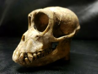 Monkey Skull Real 100 Authentic Rare Taxidermy Bone Head Specimen Antique Weird