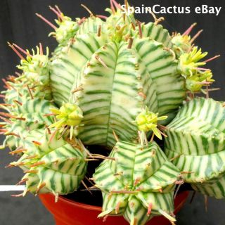 Euphorbia Pillansii Variegated Colors King Size On Own Roots Rare Succulent 16/6