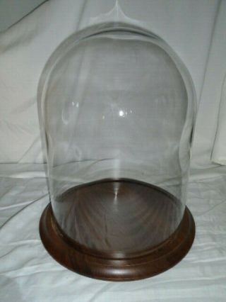 15 3/4  X 11 7/8  Tall Glass Dome Large Display Showcase Curved Bubble Vintage