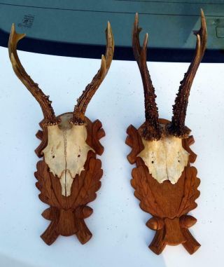 Old Vintage Carved Wood Wooden European Hunting Roe Deer Horns Antlers Taxidermy