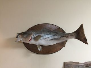 Skin Fish Mount Striped Bass Taxidermy Vintage Estate Find Nearly 30”