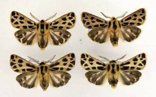 4 X Chelis Caecilia Rare Arctiidae Moth From Russian Altai Mts. ,  Mounted