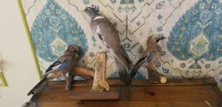 Vintage Taxidermy Wood Pigeon And 2 European Jay Antique Birds