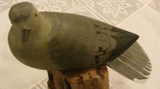 Dove Decoy By Van Dyck Signed And Dated 1986,  Full Size,  Glass Eyes,  Wood Stand