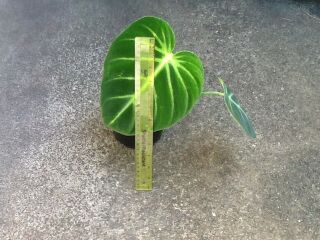 Philodendron Luxurians.  Rare Velvet Type Aroid.  Collector Plant.  Hard To Find