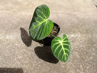 Philodendron Luxurians.  Rare velvet type aroid.  Collector plant.  Hard to find 3