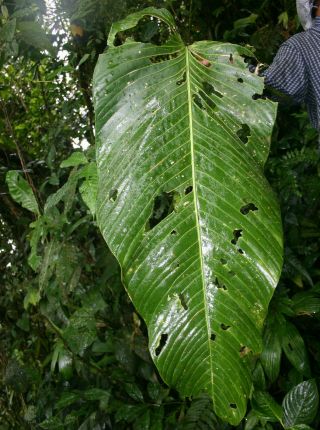 Anthurium nervatum,  rare giant leaf Panamanian cloud forest pendant aroid 2
