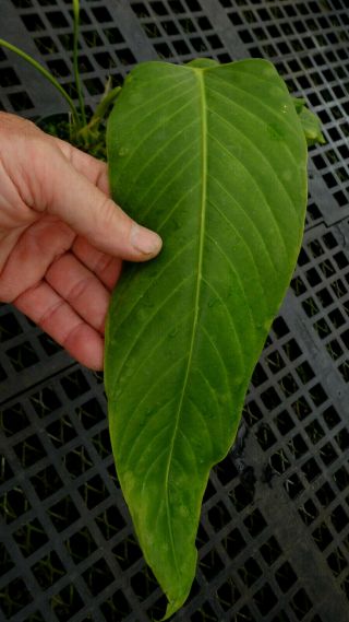 Anthurium nervatum,  rare giant leaf Panamanian cloud forest pendant aroid 5