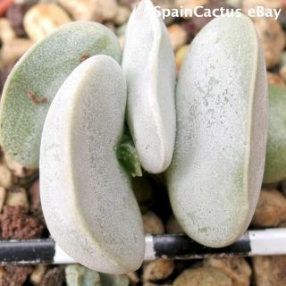 Adromischus Marianiae Hallii Cv.  " White Beetle” Extra Rare Succulent Plant 28/7