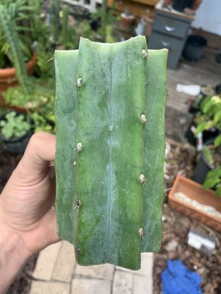 Trichocereus Pachanoi “landfill” 6” Fat Mid Cutting - Rare - Highly Sought After