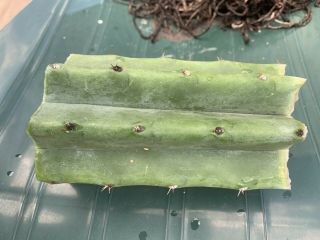 Trichocereus Pachanoi “LANDFILL” 6” FAT Mid Cutting - Rare - Highly Sought After 2