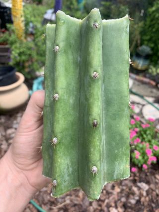 Trichocereus Pachanoi “LANDFILL” 6” FAT Mid Cutting - Rare - Highly Sought After 6