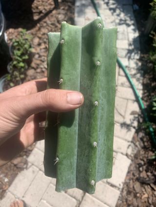 Trichocereus Pachanoi “landfill” 7” Fat Mid Cutting - Rare - Highly Sought After