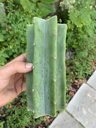 Trichocereus Pachanoi “LANDFILL” 7” FAT Mid Cutting - Rare - Highly Sought After 3