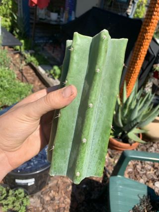 Trichocereus Pachanoi “LANDFILL” 7” FAT Mid Cutting - Rare - Highly Sought After 8