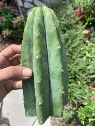 Trichocereus Pachanoi “landfill” 9” Fat Top Cutting - Rare - Highly Sought After