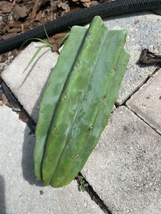 Trichocereus Pachanoi “LANDFILL” 9” FAT Top Cutting - Rare - Highly Sought After 4