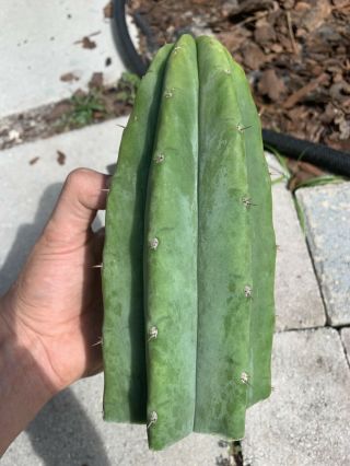 Trichocereus Pachanoi “LANDFILL” 9” FAT Top Cutting - Rare - Highly Sought After 5
