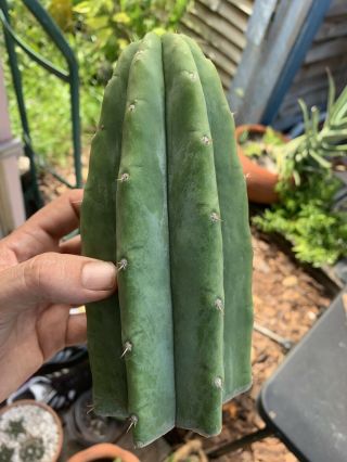 Trichocereus Pachanoi “LANDFILL” 9” FAT Top Cutting - Rare - Highly Sought After 6