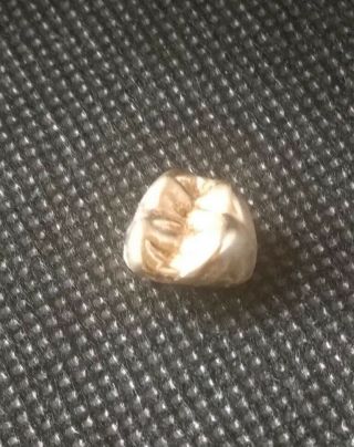 Vintage 18 KT or more Yellow Gold Tooth Scrap Dental Teeth Gold Post 4.  26 Grams 2