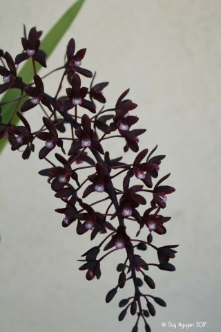 Cymbidium Canaliculatum,  Extremely Rare Cymbidium Orchid Species,  Warm Tolerant