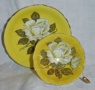 Rare Paragon Large White Cabbage Rose Yellow Cup And Saucer