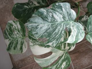 Rare Variegated Monstera Albo Swiss Cheese Rooted Plant