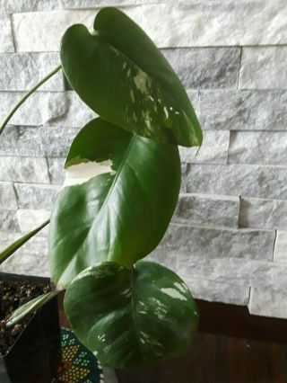 RARE Variegated Monstera Albo Swiss Cheese Rooted Plant 2