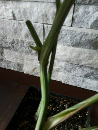RARE Variegated Monstera Albo Swiss Cheese Rooted Plant 3
