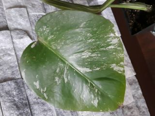 RARE Variegated Monstera Albo Swiss Cheese Rooted Plant 4
