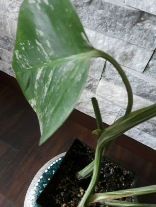 RARE Variegated Monstera Albo Swiss Cheese Rooted Plant 5