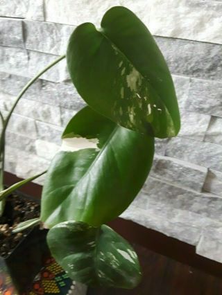 RARE Variegated Monstera Albo Swiss Cheese Rooted Plant 6