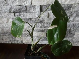 RARE Variegated Monstera Albo Swiss Cheese Rooted Plant 7