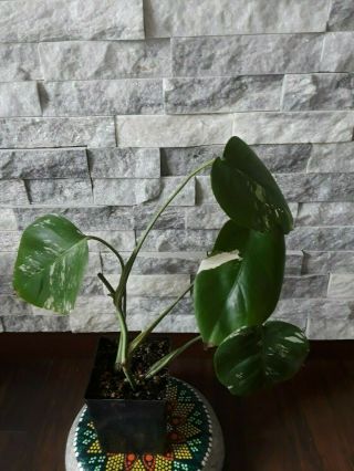 RARE Variegated Monstera Albo Swiss Cheese Rooted Plant 8