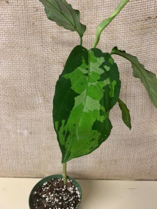 Aglaonema pictum tricolor (Rare Aroid - Philodendron Monstera Anthurium) 4