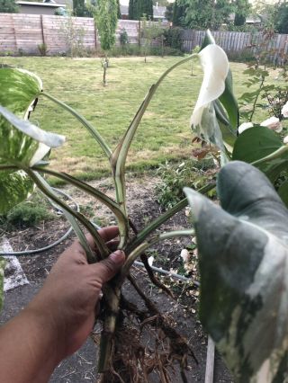 RARE WHITE VARIEGATED MONSTERA DELICIOSA BORSIGIANA TYPE FULLY ROOTED 2