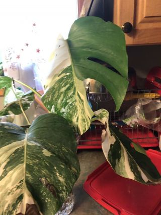 RARE WHITE VARIEGATED MONSTERA DELICIOSA BORSIGIANA TYPE FULLY ROOTED 6