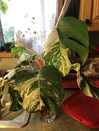 RARE WHITE VARIEGATED MONSTERA DELICIOSA BORSIGIANA TYPE FULLY ROOTED 7
